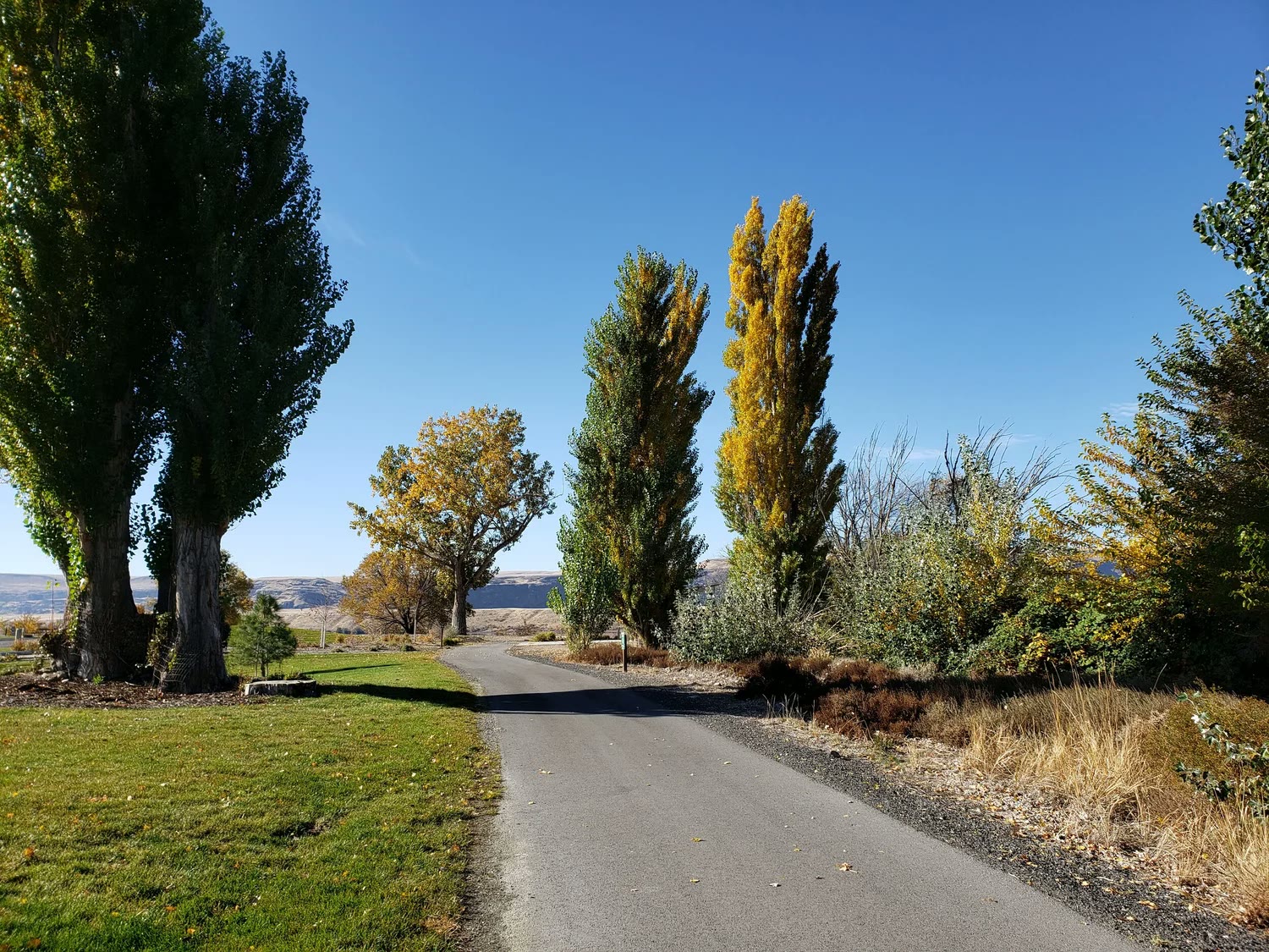 Riverside trail lined with poplar trees