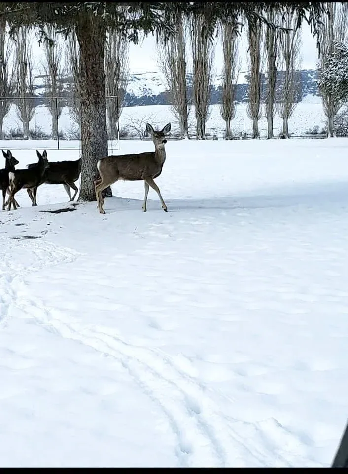 Winter photo 3